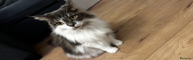 Maine Coon Kitten 1