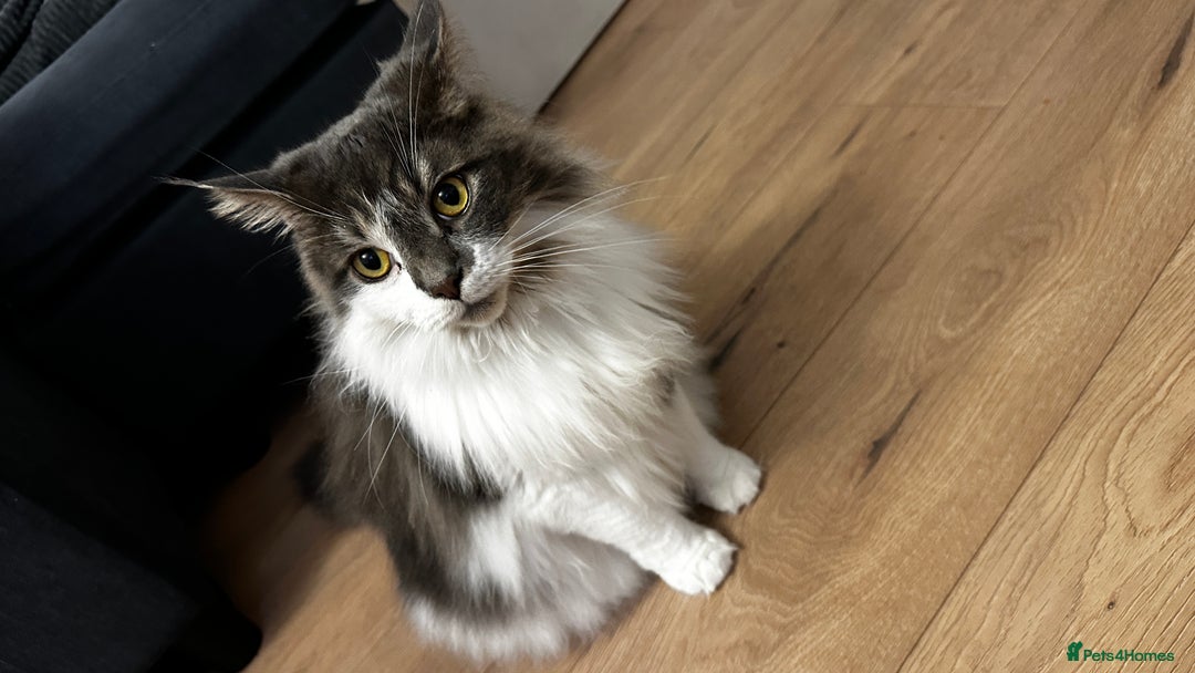 Maine Coon cats for sale: Mix breed cat- Maine coon and Ragdoll mix - Advert 1