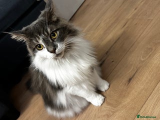 Maine Coon cats Mix breed cat- Maine coon and Ragdoll mix - Advert 1