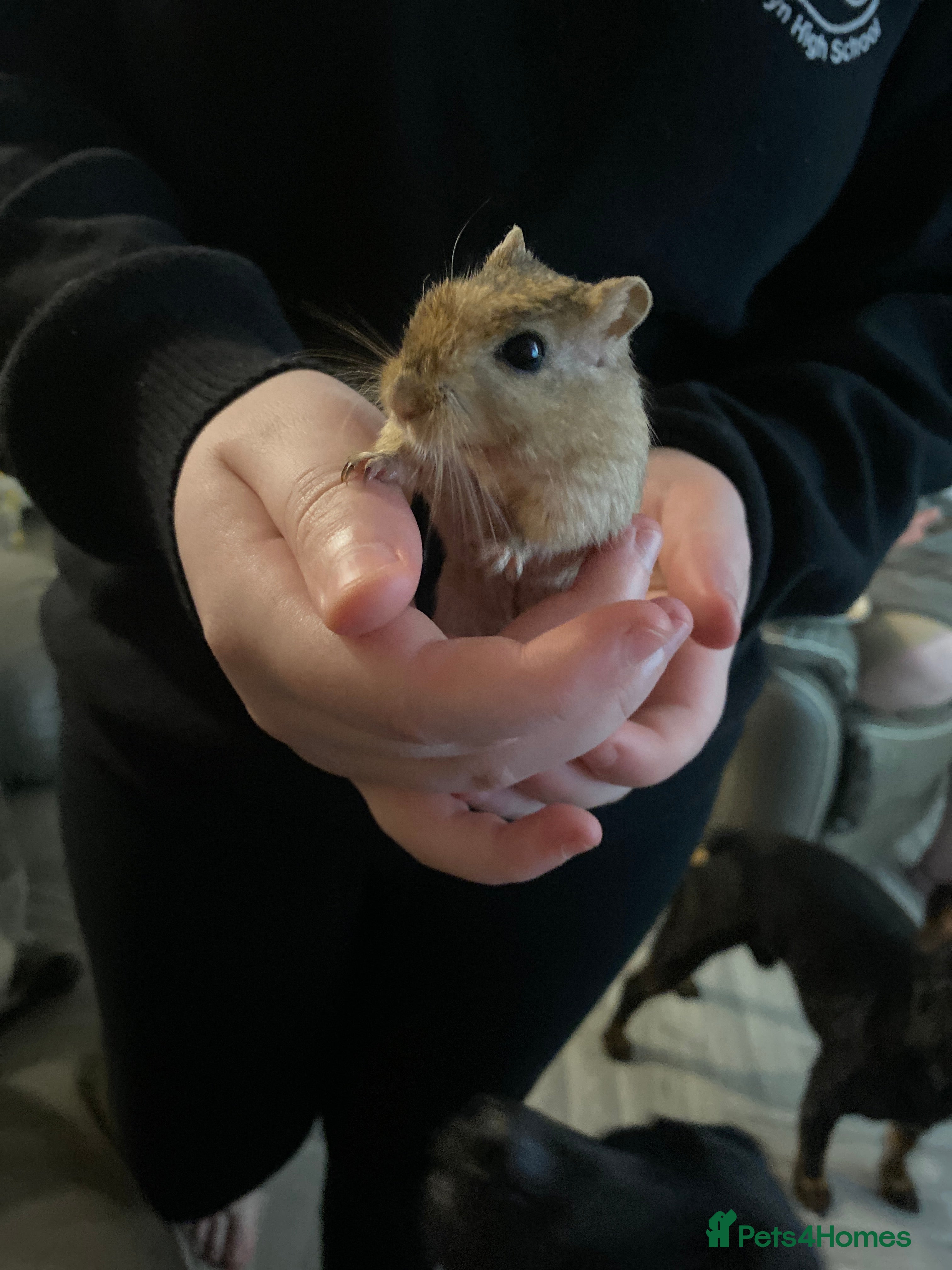 Gerbil rodents Gerbils  - Advert 4