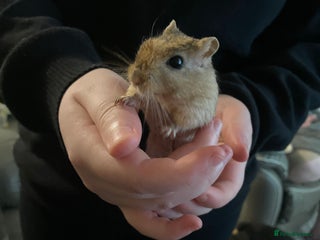 Gerbil rodents for sale: Gerbils - Advert 1