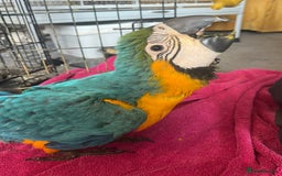 Macaws birds for sale: Hand reared blue & gold Macaw Chick - Image 17