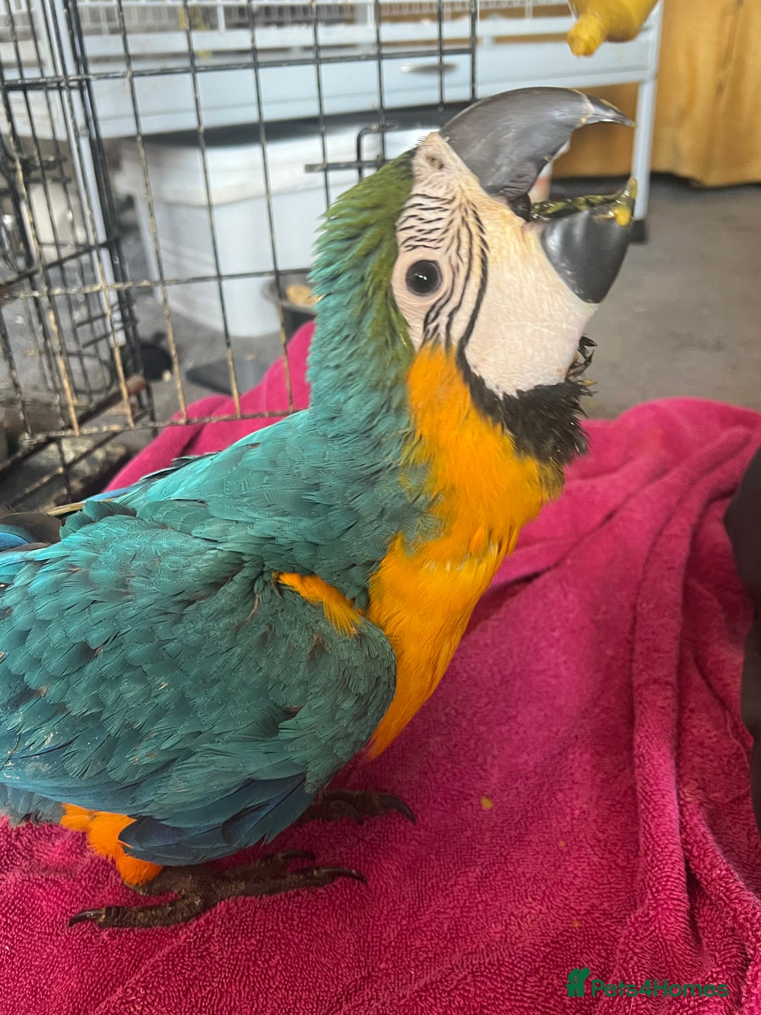 Macaws birds for sale: Hand reared blue & gold Macaw Chick - Image 17