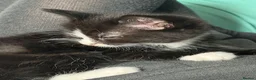 Mixed Breed cats for sale: 4 beautiful tuxedo kittens - Advert 13