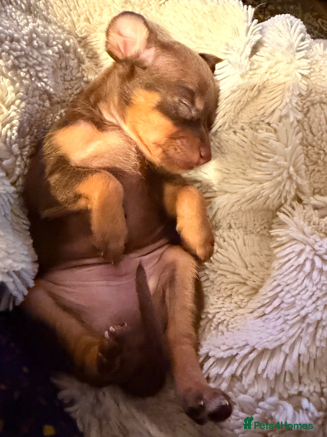 Russian Toy Terrier dogs for sale: Cutest little friend for life  - Advert 25