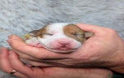 Jack Russell dogs for sale: ❤️3/4 Jack Russell babies ❤️ - Advert 20