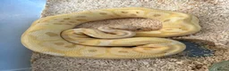 Python Snake reptiles for sale: Royal pythons  - Advert 5
