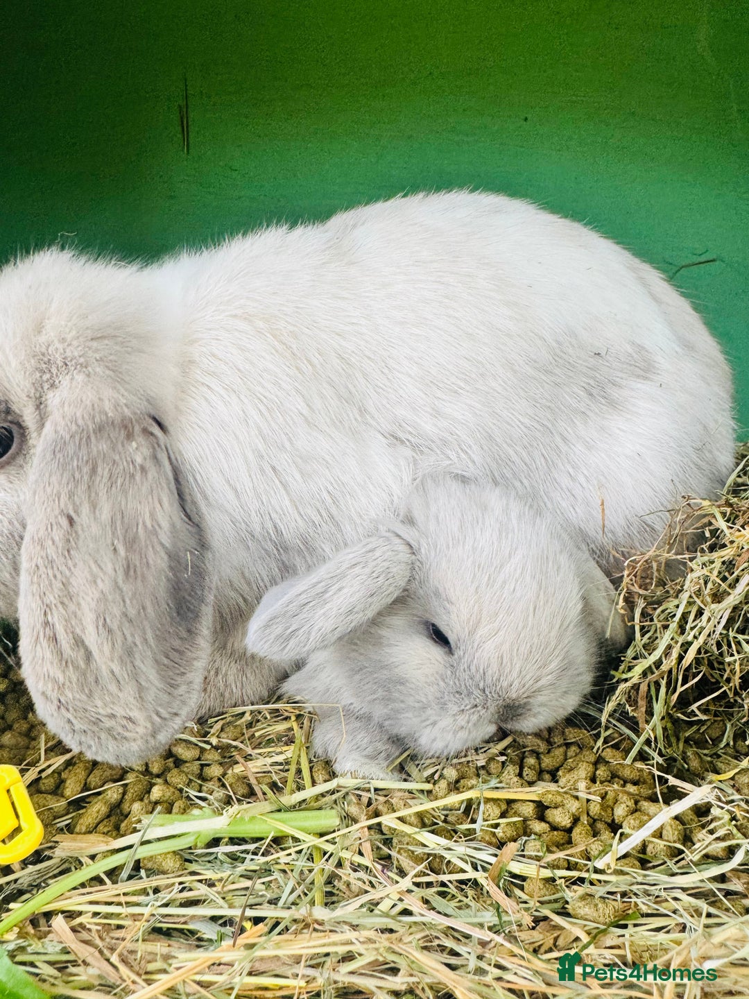 Mini Lop rabbits for sale: Mini lop - Advert 7