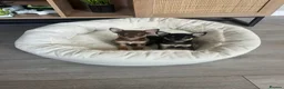 Chihuahua dogs for stud: Chihuahua stud (Romeo) - Advert 20