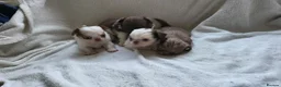 Chihuahua dogs for sale: Beautiful long haired chihuahua puppies - Advert 20