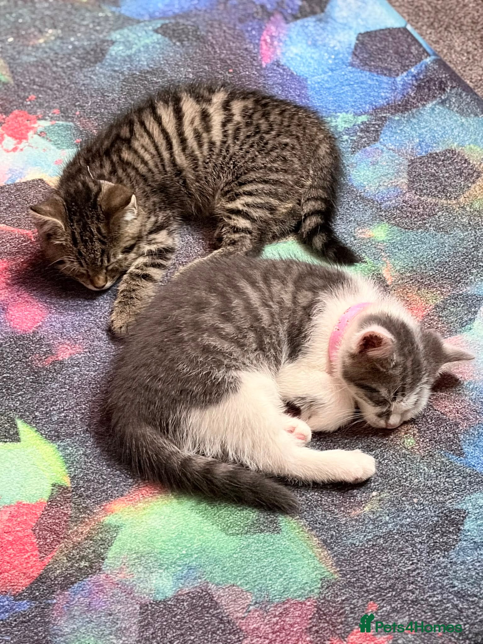 Mixed Breed cats for sale: Two gorgeous kittens for sale  in Wisbech - Advert 2