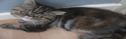 Exotic cats for sale: Gorgeous Exotic kittens - Advert 11