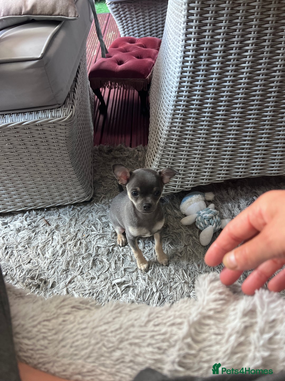 Chihuahua dogs for sale: READY one boy left  (lilac) chihuahua pup left💜🐾 - Image 5
