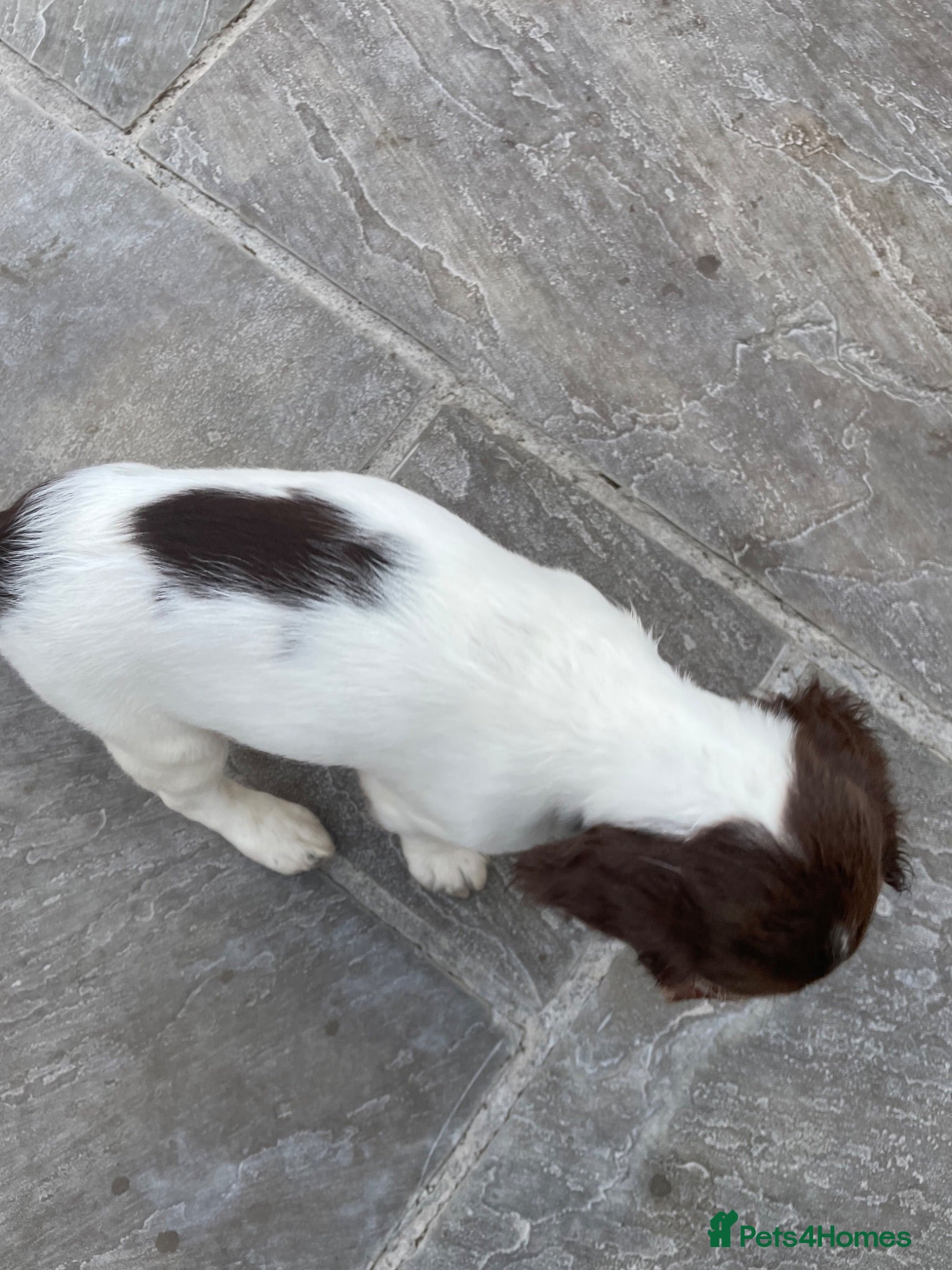 English Springer Spaniel dogs Kc reg working English springer spaniels  - Advert 2