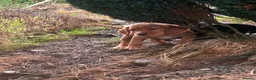 Springador dogs for sale: Happy friendly Springador puppies  - Advert 18