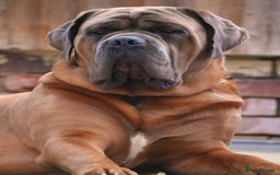 Cane Corso dogs for stud: *HEATH TESTED* Stud available CLIFFORD  - Image 3