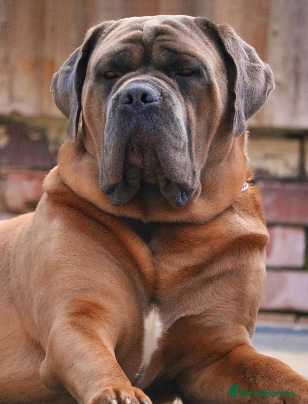 Cane Corso dogs for stud: *HEATH TESTED* Stud available CLIFFORD  - Image 3