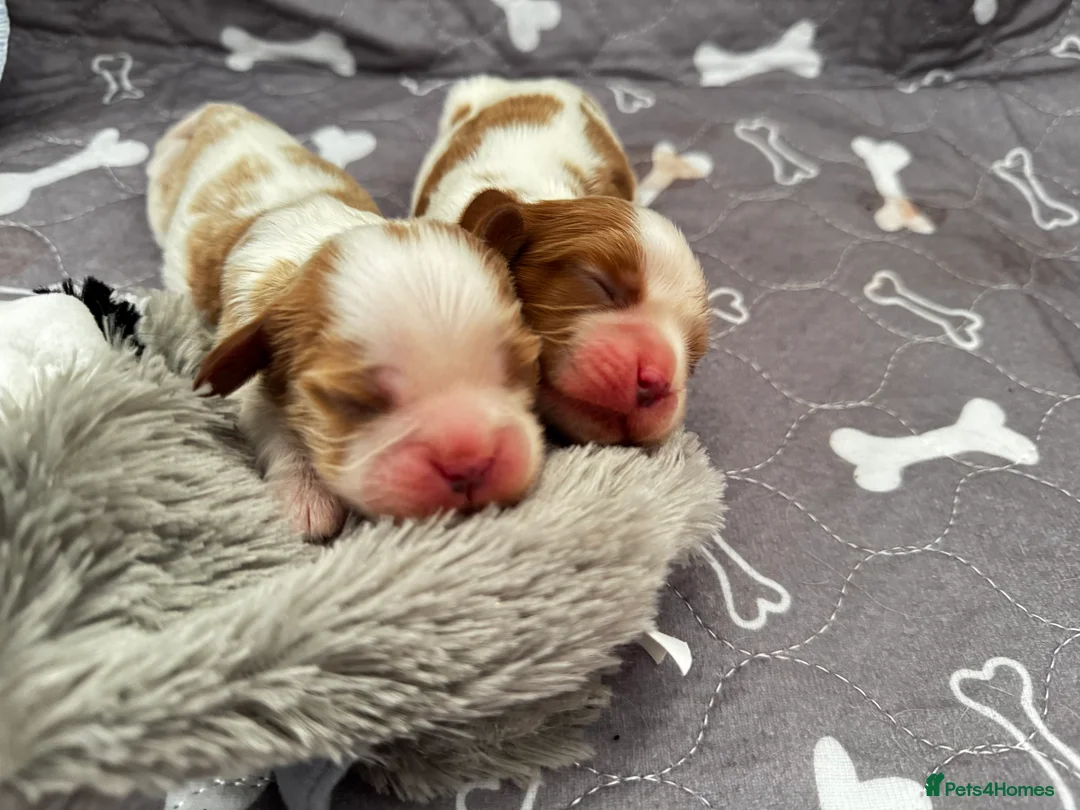 Cavalier King Charles Spaniel dogs for sale: 2 amazing girls Cavalier King Charles Spaniels  - Advert 6