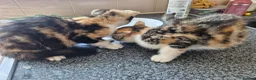 Mixed Breed cats for sale: 2 beautiful female mix breed cats. - Advert 3
