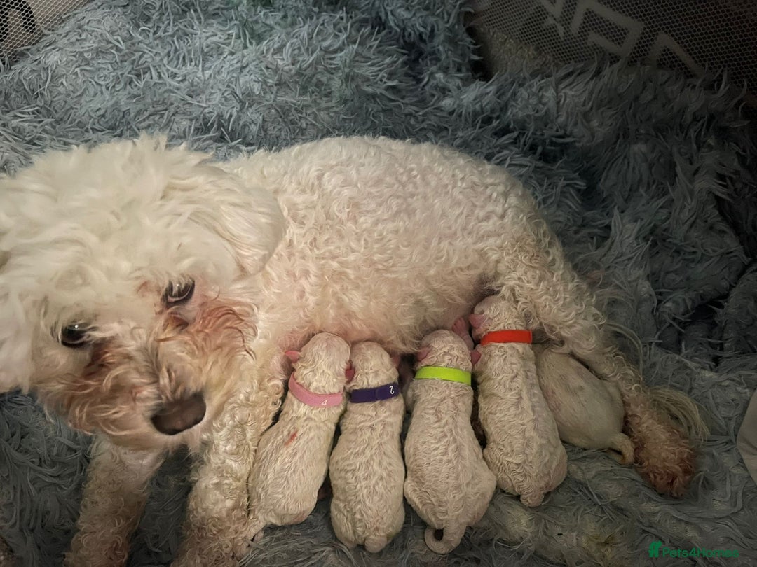 Bichon Frise dogs for stud: KC REGISTERED PROVEN STUD BEST BY FAR OVER 200 pu in Harlow - Image 4