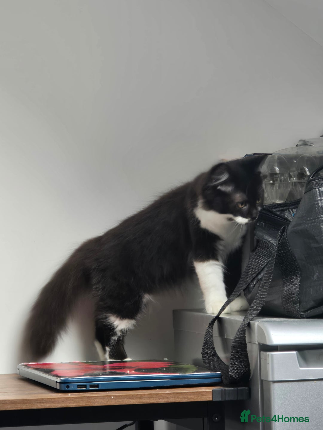 British Longhair cats for sale: British Long Hair Male kittens ( only 1 left) - Advert 12