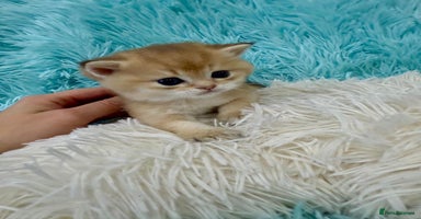 British Shorthair cats - Advert 11