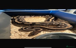 Python Snake reptiles for sale: Selection of Royals for sale - Image 12