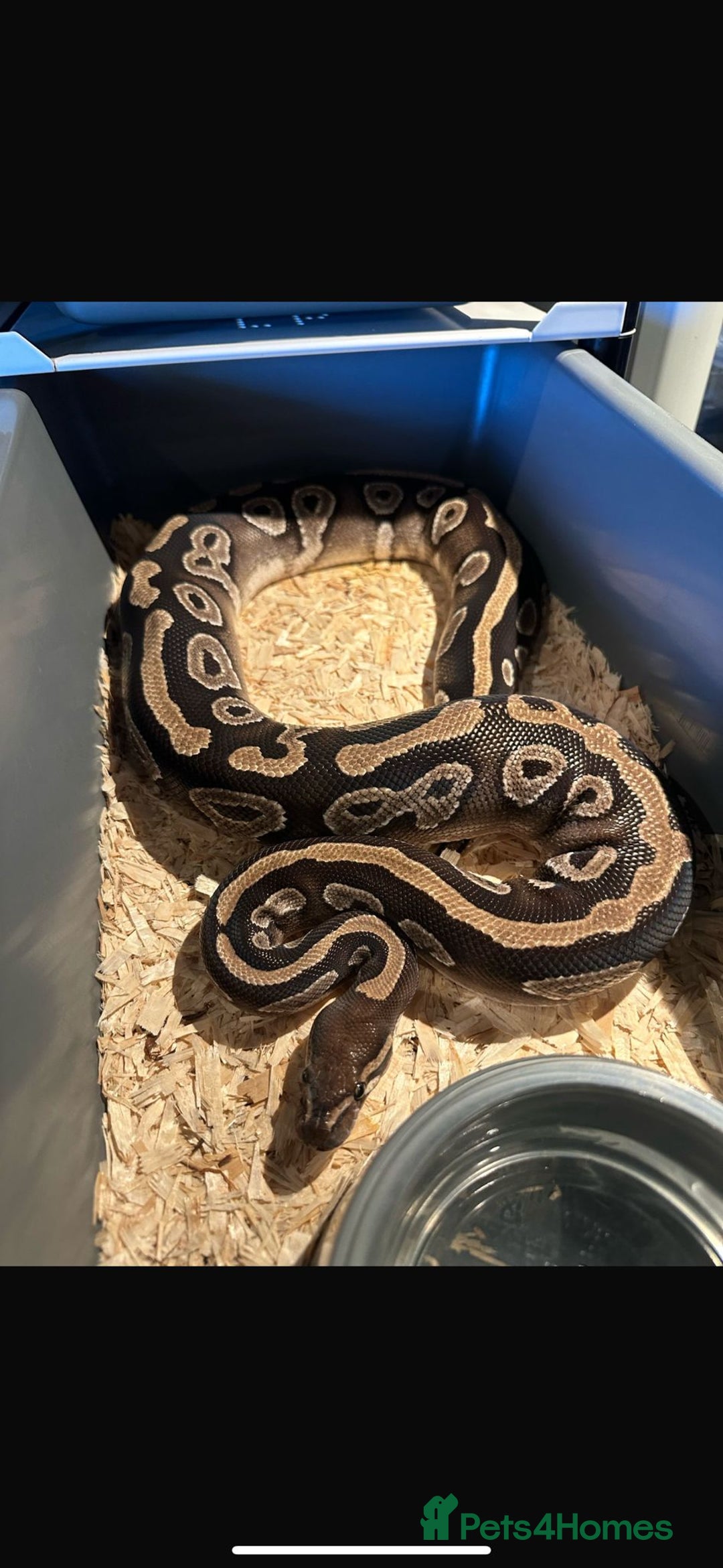 Python Snake reptiles for sale: Selection of Royals for sale - Image 12