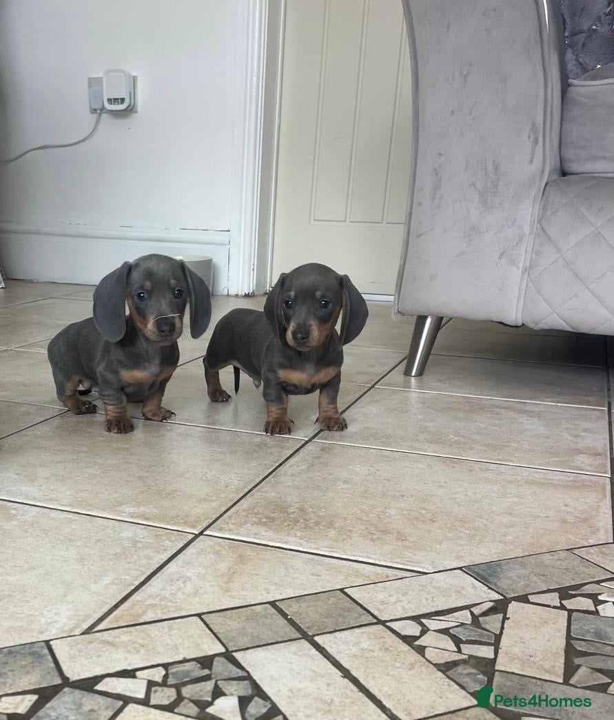 Miniature Dachshund dogs Stunning Daschunds Ready now - Advert 1