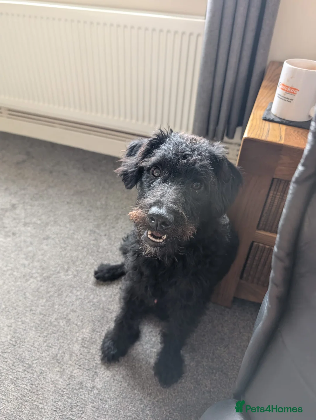 Mixed Breed dogs for sale:  Free to loving new home 16mth old male Patterpoo - Advert 11