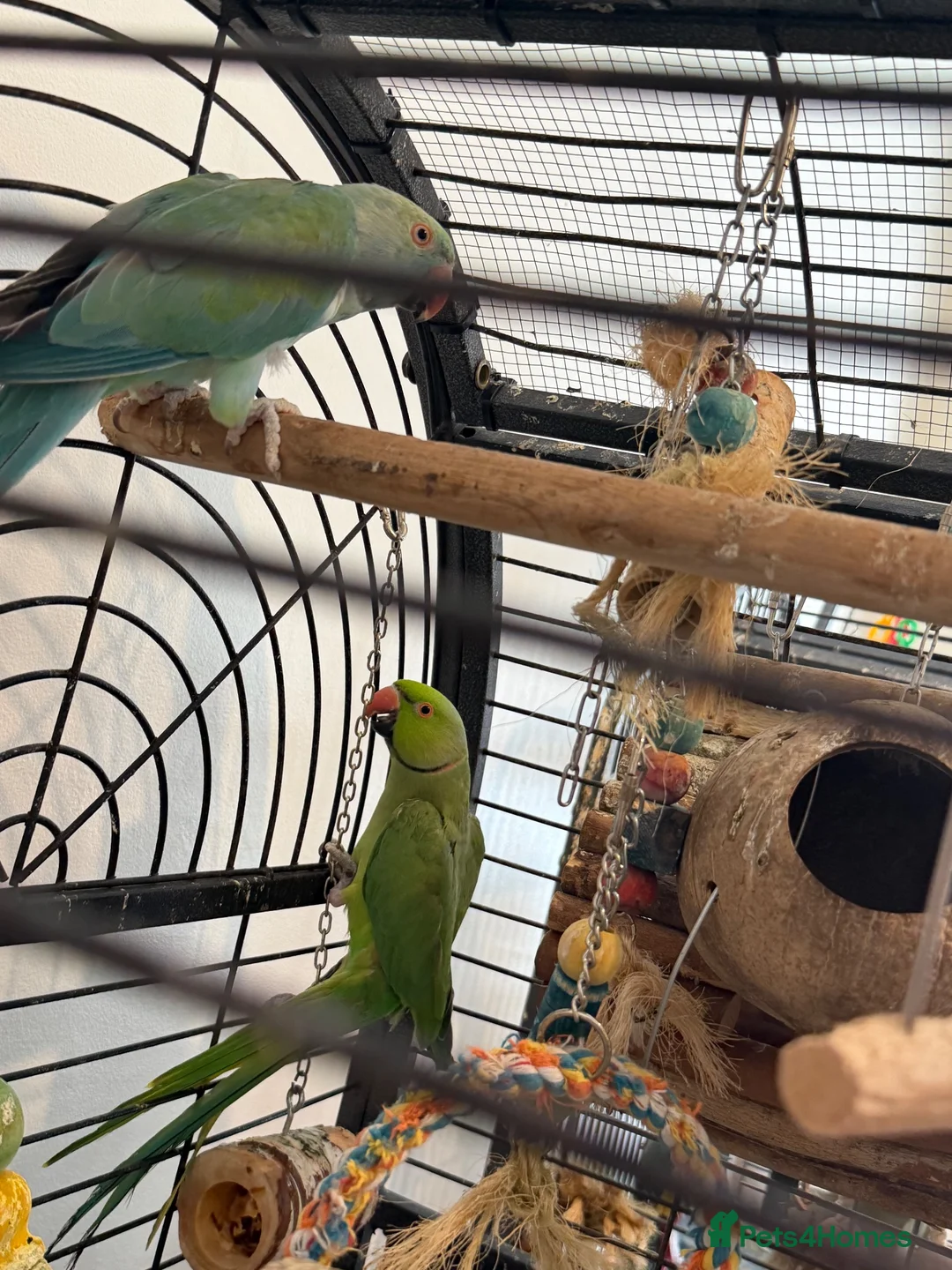 Ringnecks birds for sale: Male and Female Ringnecks in Rugeley - Advert 2