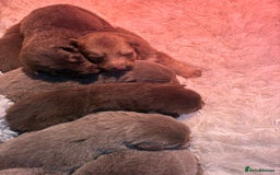 German Shepherd dogs for sale: Working KC GSD German shepherd puppies  - Image 15