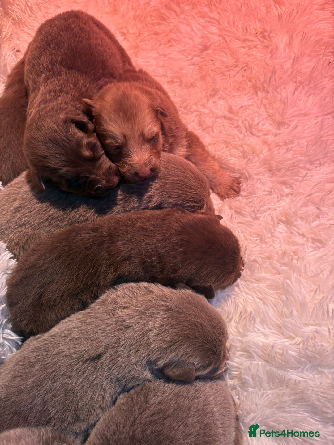 German Shepherd dogs for sale: Working KC GSD German shepherd puppies  - Image 15