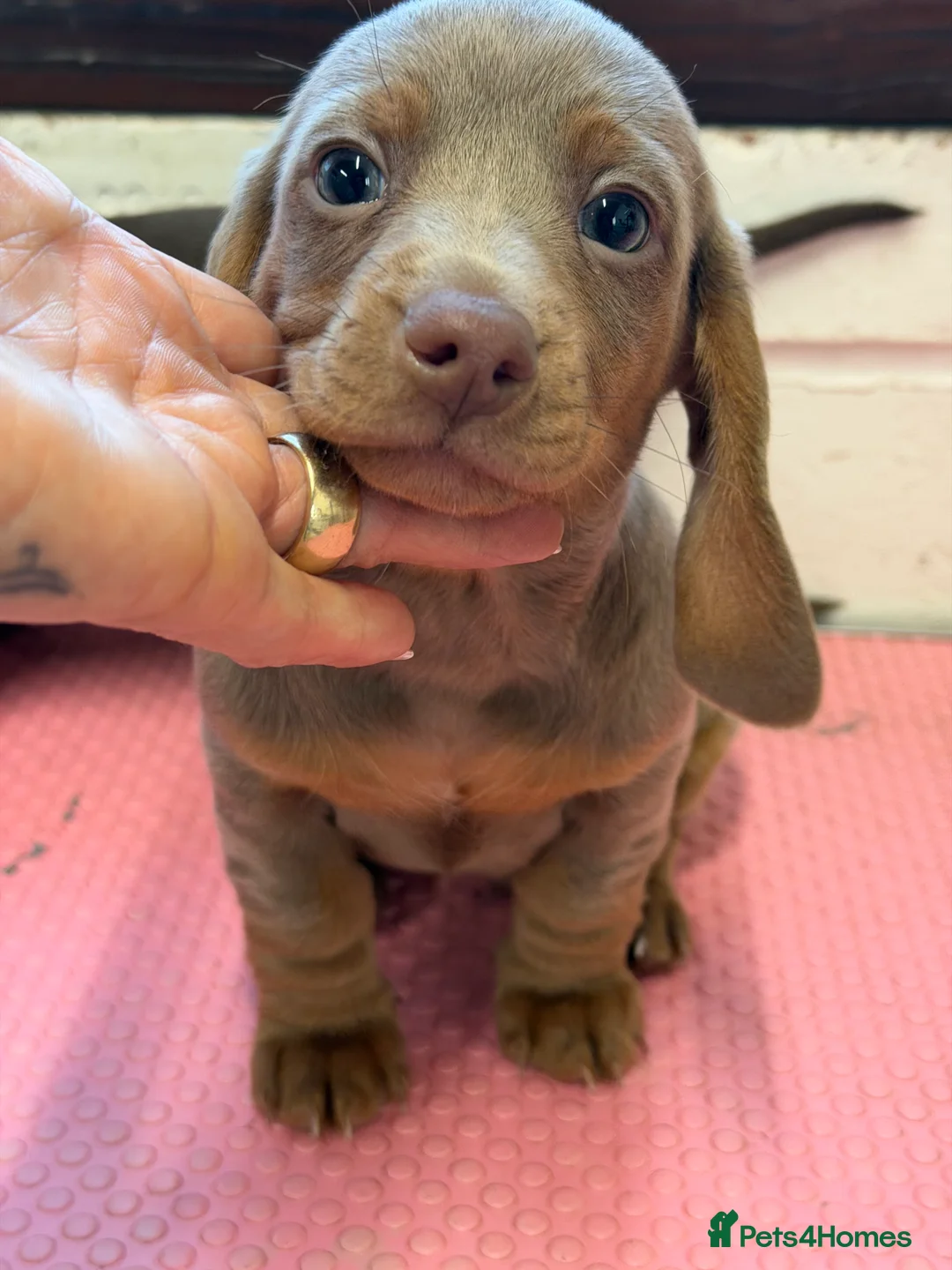 Miniature Dachshund dogs for sale: Mini dachshund 2 smooth boys available  - Advert 8