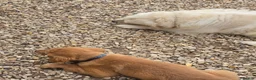 Golden Retriever dogs for sale: Stunning dark Golden retriever puppies - Advert 2
