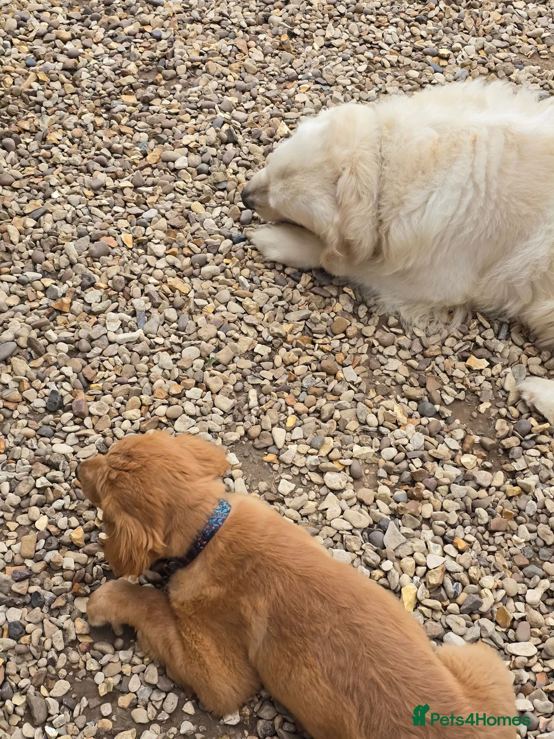 Golden Retriever dogs for sale: Stunning dark Golden retriever puppies - Advert 2