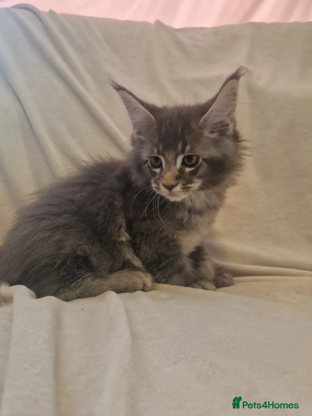Maine Coon cats for sale: Maine Coon kittens - Advert 19
