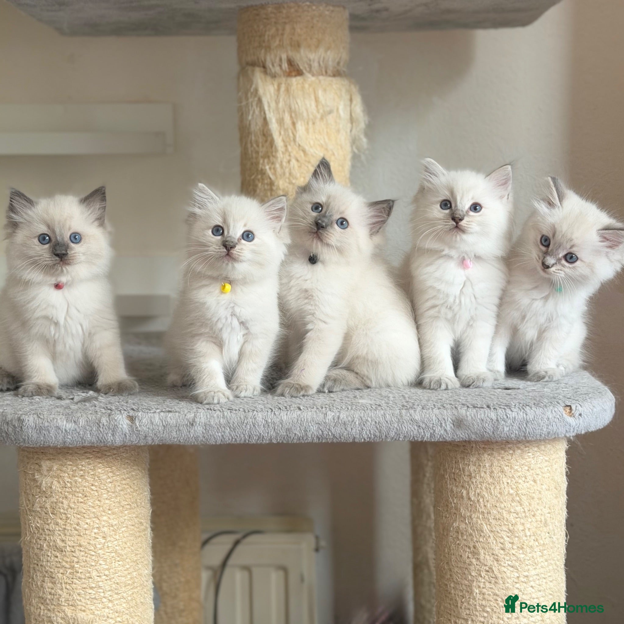 Ragdoll cats TICA Registered - Affectionate, Fluffy, Cuddly - Advert 1