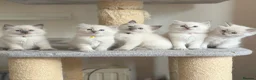 Ragdoll cats for sale: TICA Registered - Affectionate, Fluffy, Cuddly - Advert 1