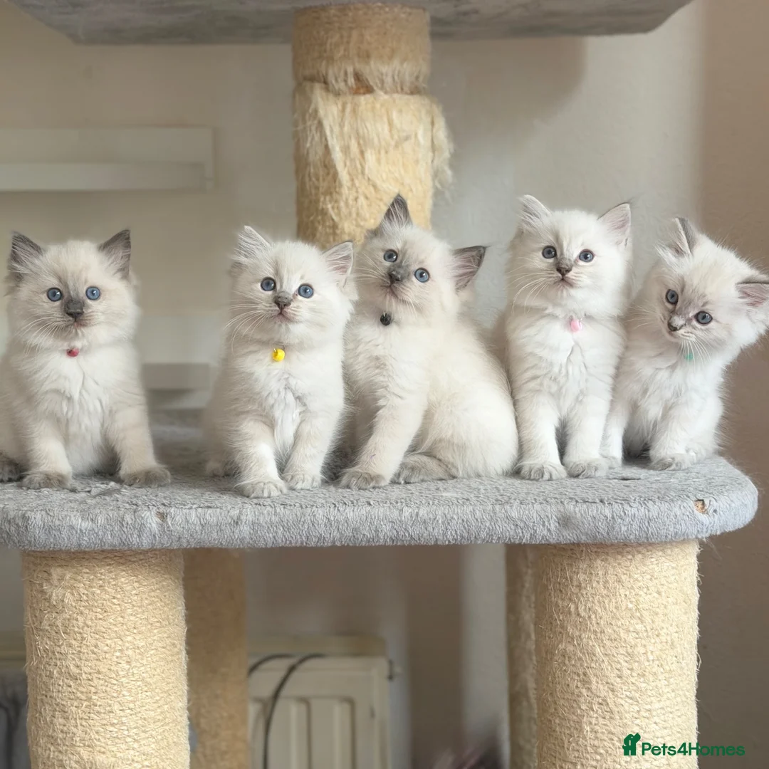 Ragdoll cats for sale: TICA Registered - Affectionate, Fluffy, Cuddly - Advert 1