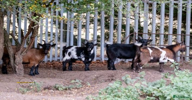 Goats livestock - Advert 3
