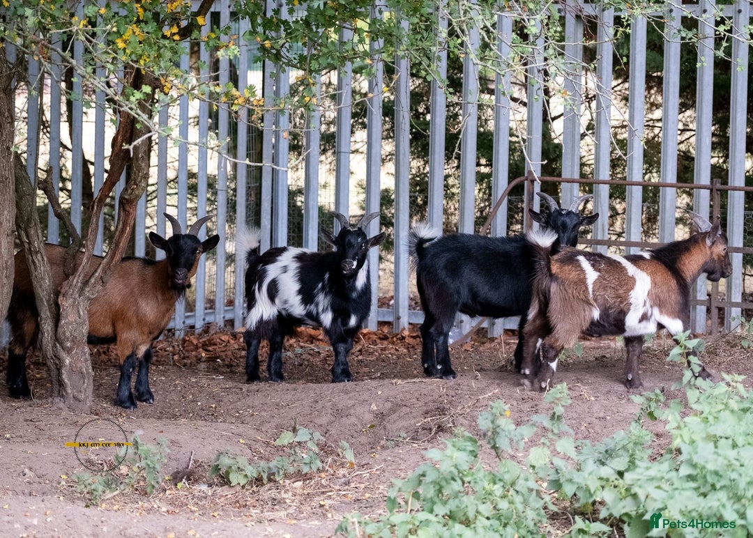 Goats livestock for sale: 3 male 2 female goats for sale .  - Image 3