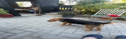Lakeland Terrier dogs for sale: Lakeland puppies for sale in Builth Wells - Advert 4