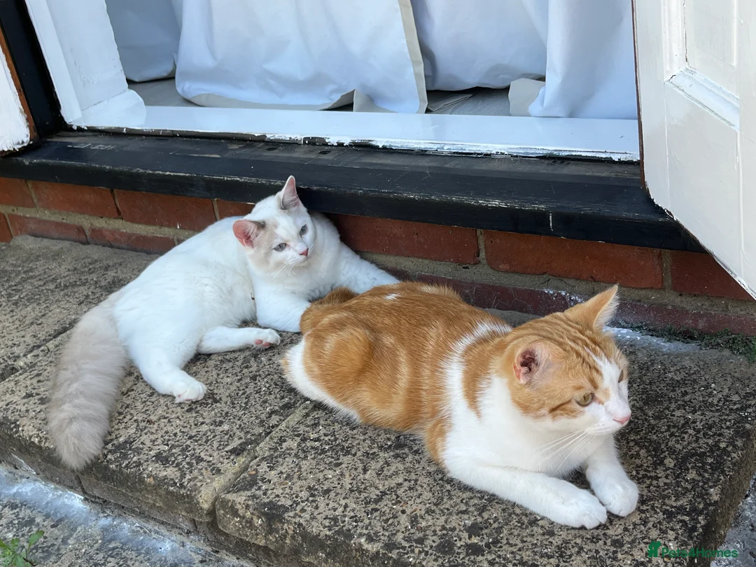 Mixed Breed cats for sale: Ragdoll & Kurilian bobtail mixed - Advert 21