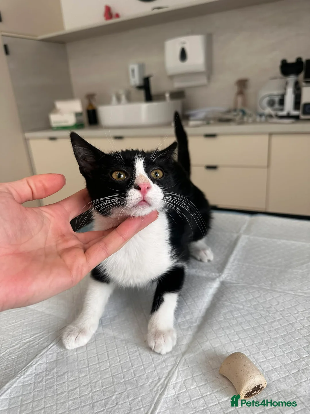 Mixed Breed cats for adoption: Cream for adoption - Advert 1