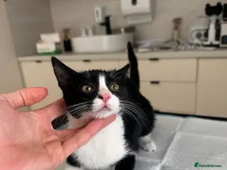 Mixed Breed cats Cream for adoption - Advert 1