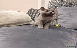 British Shorthair cats for sale: British Shorthair kittens and Mum for sale - Image 25