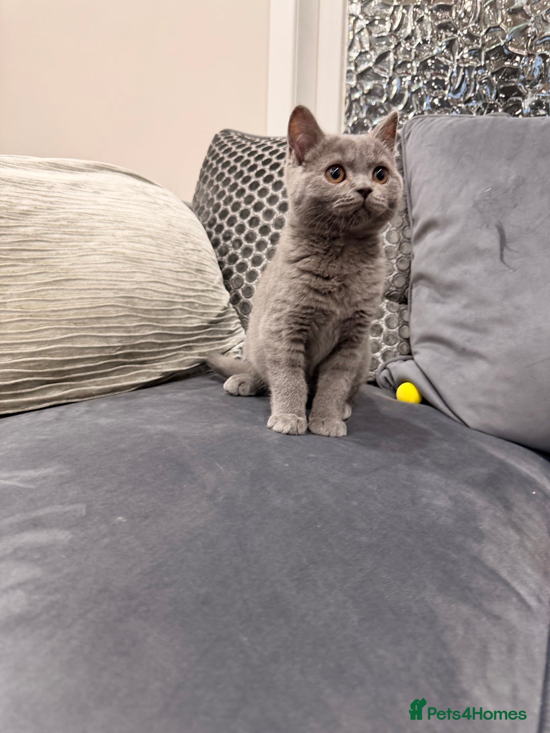 British Shorthair cats for sale: British Shorthair kittens and Mum for sale - Image 25