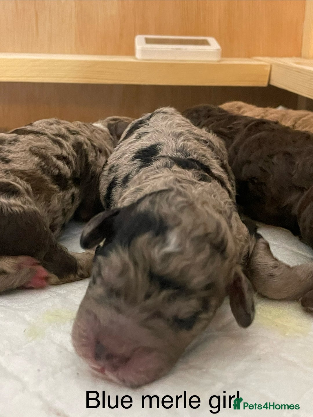 Cockapoo dogs for sale: Cockapoo F1b Puppies born 8 December  - Advert 9