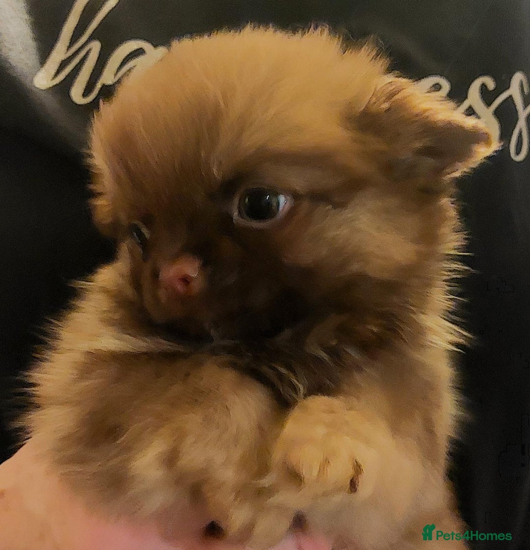 Chihuahua dogs for sale: Chihuahua  - Advert 9